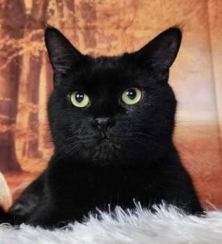 Rescue Domestic Short Hair Cats for Adoption in Greensburg, Pennsylvania - Neil | PetCurious