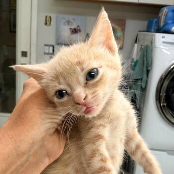 Conner -  Domestic Short Hair Cat for Adoption in Jupiter, Florida - Conner | PetCurious