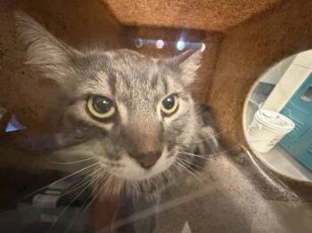 MALIBU -  Domestic Long Hair Cat for Adoption in West Valley City, Utah - MALIBU | PetCurious