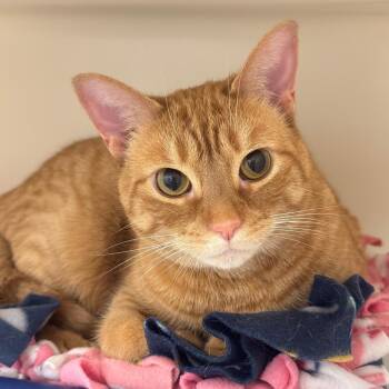 Domestic Short Hair Cats Available for Adoption - Troy | PetCurious