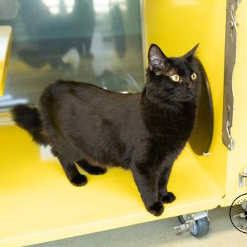 Marnie -  Domestic Medium Hair Cat for Adoption in Abilene, Texas - Marnie | PetCurious