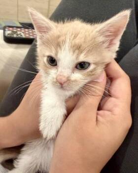 Domestic Short Hair Cats Available for Adoption in San Francisco, California - Ally (bonded With Theo) | PetCurious