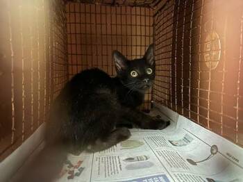 Sally -  Domestic Short Hair Cat for Adoption in Austin, Texas - Sally | PetCurious