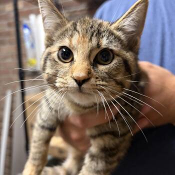 Catra -  Domestic Short Hair Cat for Adoption in Yorktown, Indiana - Catra | PetCurious
