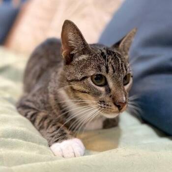 Smokey Tragarz -  Manx and Tabby Cat for Adoption in Friendswood, Texas - Smokey Tragarz | PetCurious