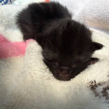 Wild Biscuits -  Domestic Short Hair Cat for Adoption in Greensboro, North Carolina - Wild Biscuits | PetCurious