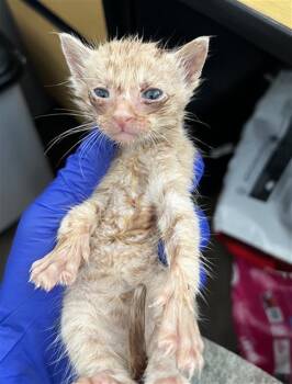 Domestic Medium Hair Cats Available for Adoption in Dallas, Texas - ORYAN | PetCurious