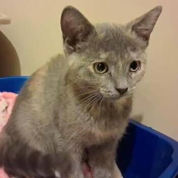 Crystal -  Domestic Short Hair Cat for Adoption in Toronto, Ontario - Crystal | PetCurious