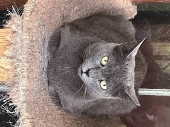 Laura -  Russian Blue Cat for Adoption in Theodore, Alabama - Laura | PetCurious