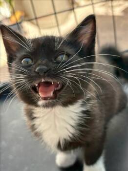 Domestic Long Hair Cats Available for Adoption in Tracy, California - JELLYBEAN | PetCurious
