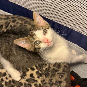 Reef -  Domestic Short Hair Cat Available for Adoption in Jupiter, Florida - Reef | PetCurious