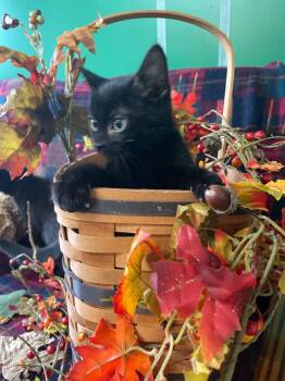 Wiley -  Domestic Short Hair Cat for Adoption in Hartville, Ohio - Wiley | PetCurious