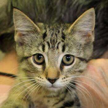Woody -  Domestic Short Hair Cat for Adoption in Versailles, Kentucky - Woody | PetCurious
