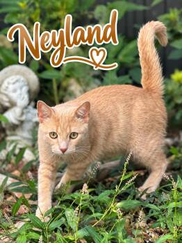 Neyland.............fee sponsored -  Domestic Short Hair Cat for Adoption in Byrdstown, Tennessee - Neyland.............fee Sponsored | PetCurious