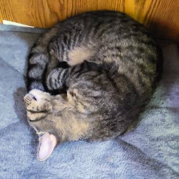 Moss -  Domestic Short Hair Cat for Adoption in Springfield, Illinois - Moss | PetCurious