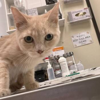 Goober -  Domestic Short Hair Cat for Adoption in Las Vegas, Nevada - Goober | PetCurious