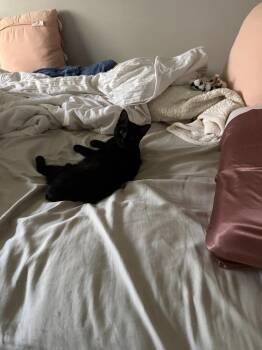 Gremlin -  Domestic Short Hair Cat for Adoption in Arthur, Ontario - Gremlin | PetCurious