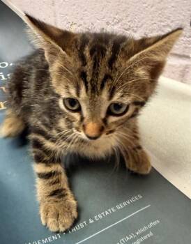 DELLEROSE -  Domestic Short Hair Cat for Adoption in Jacksonville, Florida - DELLEROSE | PetCurious