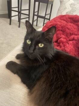 Rescue Domestic Short Hair Cats for Adoption in New Orleans, Louisiana - Solstice IN FOSTER | PetCurious