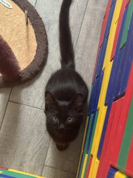 Poppy -  Domestic Long Hair Cat Available for Adoption in Huntington Beach, California - Poppy | PetCurious