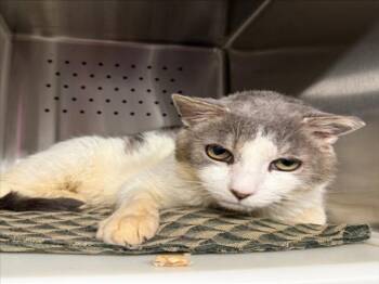 *BARNEY -  Domestic Short Hair Cat for Adoption in Woodland, California - *BARNEY | PetCurious