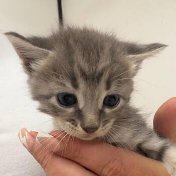 Domestic Short Hair Cats Available for Adoption in Lake Jackson, Texas - Gideon | PetCurious