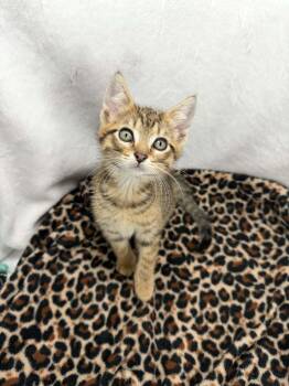 Camden -  Tabby Cat Available for Adoption in Tavares, Florida - Camden | PetCurious