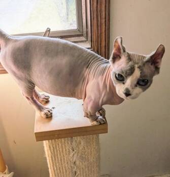KIWI -  Sphynx Hairless Cat and Munchkin Cat Available for Adoption in Kenosha, Wisconsin - KIWI | PetCurious