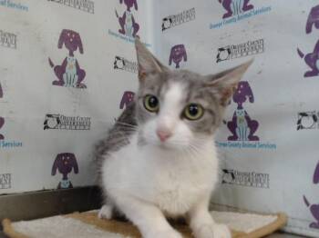 A597728 -  Domestic Short Hair Cat for Adoption in Orlando, Florida - A597728 | PetCurious
