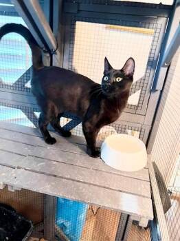 Rescue Domestic Short Hair Cats for Adoption in Upland, California - Sasha | PetCurious