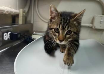 BUTTERSCOTCH -  Domestic Short Hair Cat for Adoption in Grand Prairie, Texas - BUTTERSCOTCH | PetCurious