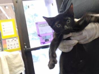 FELIX -  Domestic Short Hair Cat for Adoption in Tulsa, Oklahoma - FELIX | PetCurious