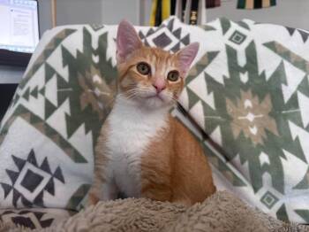 Marshmallow -  Domestic Short Hair Cat for Adoption in Spencerville, Ontario - Marshmallow | PetCurious