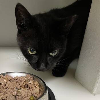 Hazel -  Domestic Short Hair Cat for Adoption in Sarasota, Florida - Hazel | PetCurious