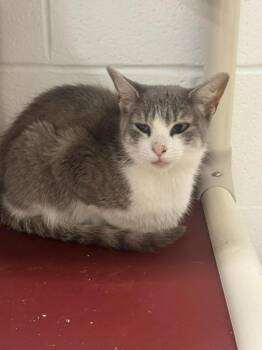 Sally -  Domestic Short Hair Cat for Adoption in Marion, Ohio - Sally | PetCurious