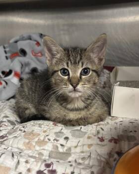 Limu Emu -  Domestic Short Hair Cat for Adoption in Richmond, Virginia - Limu Emu | PetCurious