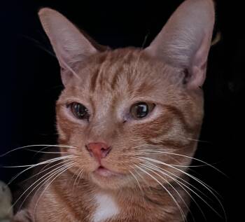 Rescue Domestic Short Hair Cats for Adoption in Sault Ste. Marie, Michigan - Cheese | PetCurious