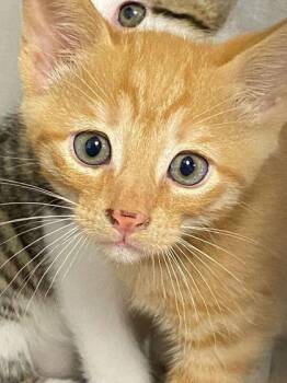 Domestic Short Hair Cats Available for Adoption in Daytona Beach, Florida - Beach | PetCurious