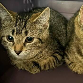 Dolly -  Domestic Short Hair Cat for Adoption in Johnstown, Pennsylvania - Dolly | PetCurious