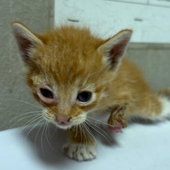 Domestic Short Hair Cats Available for Adoption in Yuma, Arizona - Julio | PetCurious