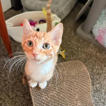 Bill C12096 -  Domestic Short Hair Cat for Adoption - Bill C12096 | PetCurious