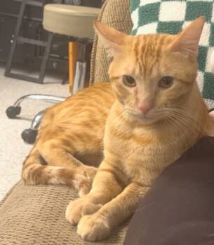 Groot -  Tabby Cat for Adoption in San Juan Capistrano, California - Groot | PetCurious