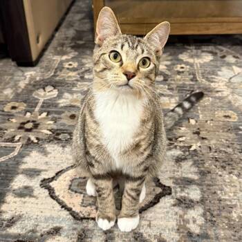 Domestic Short Hair Cats Available for Adoption in Medina, Ohio - Xander | PetCurious