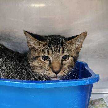 Edward Scissorpaws -  Domestic Short Hair Cat for Adoption in Palestine, Texas - Edward Scissorpaws | PetCurious