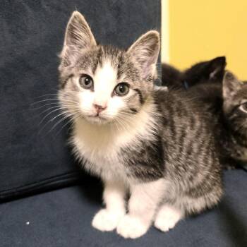 Scapula -  Domestic Short Hair Cat for Adoption in Brownsboro, Alabama - Scapula | PetCurious