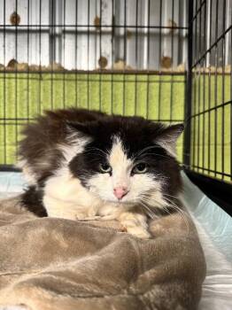 Domestic Long Hair Cats Available for Adoption in Shelbyville, Tennessee - Dalmation | PetCurious