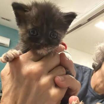 Samurai Pizza -  Domestic Short Hair Cat for Adoption in Fredericksburg, Virginia - Samurai Pizza | PetCurious