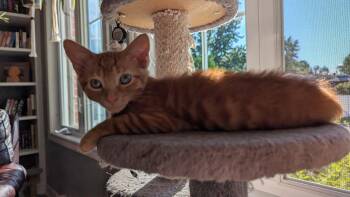 Minimus -  Domestic Short Hair Cat for Adoption in Delson, Quebec - Minimus | PetCurious