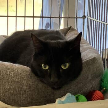 Raven -  Domestic Short Hair Cat for Adoption in Parma, Ohio - Raven | PetCurious