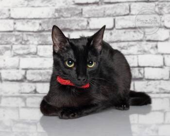 Romance - AKA Romeo -  Bombay and Domestic Short Hair Cat for Adoption in Tuscaloosa, Alabama - Romance - AKA Romeo | PetCurious